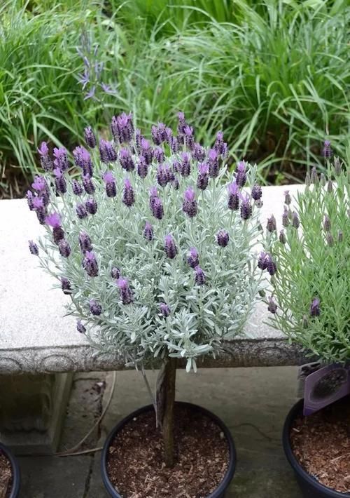  「草本植物」适合种院里的6种多年生草本植物，可养成盆栽，能不断收获枝叶