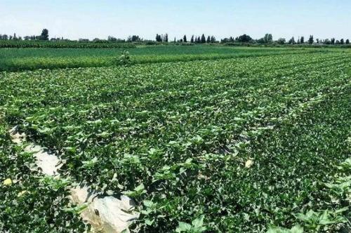 中国耗费30年将沙漠变绿洲，如今变成这样，治沙人：心痛