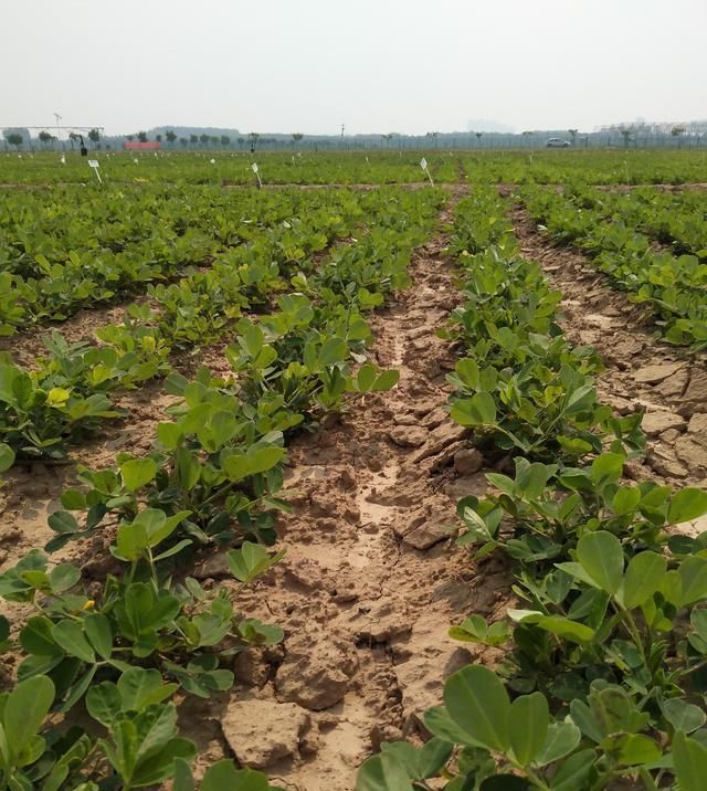  『要充分利用』河南春播花生种植指导意见