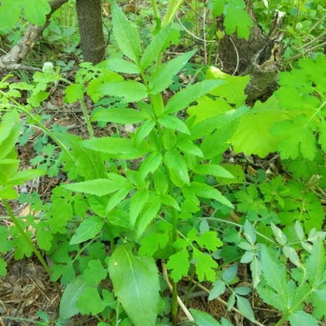 「山野菜」东北大山里的山野菜,你见过的有几种,能说出来吗