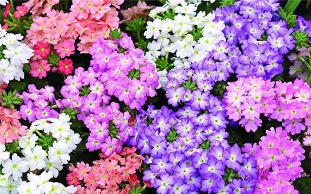  「光阴」夏日,静好,养花人的眼里光阴始终都是美的。