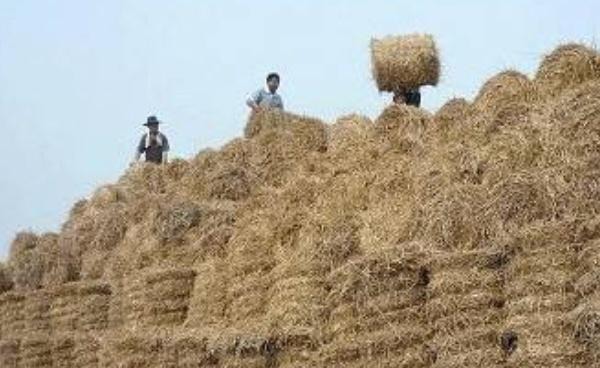 在农村，国家新扶持三大项目，农民不用外出打工，一样可以致富