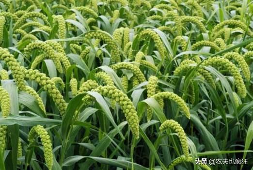  「传统」农村渐渐消失的3种传统农作物，种植的人越来越少了，你