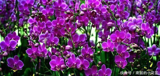 蝴蝶兰|一根枝上花朵“挂满枝”,蝴蝶兰也能养成“瀑布”,怎么才能做到