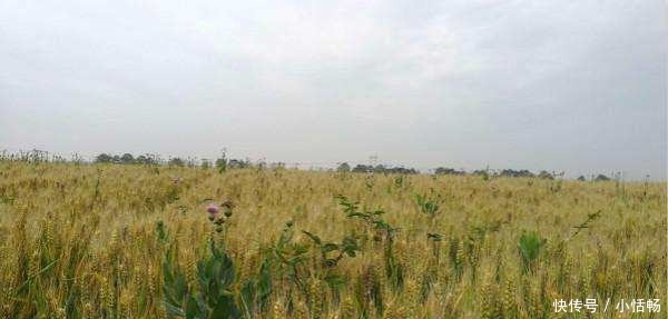 农村新怪象：有地不种，有房不住，有车不开，有钱不花，村村都有