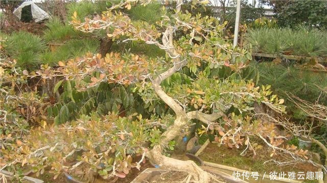 「叶片的颜色」黄杨盆景姿态优美是如何制作的?后期养护,盆景制作方法在这里