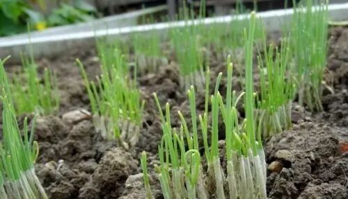  「来种菜」阳台种菜种密了,一个小窍门就能解决,还能多收获二十盆菜