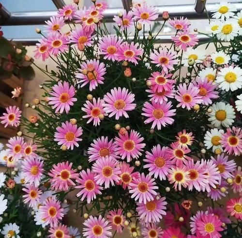  #开花的植物#想要家里一年四季都有花看，可种些各季开花的多年生花卉
