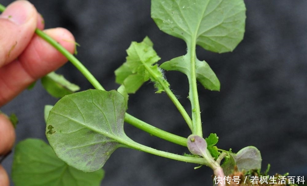 农村路边一种野草，少有人知它是上佳野菜，如今10元一斤成稀罕货