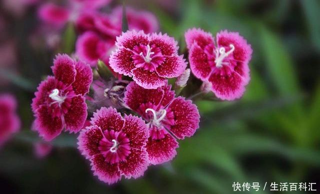  『韵味』3种花漂亮又好养，开花艳丽不操心，寓意美好人人爱，韵味十足