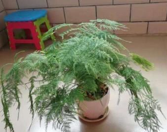  「越长越」刚给文竹剪完枝，能不能换盆？教你几招，叶片繁茂，越长越旺盛