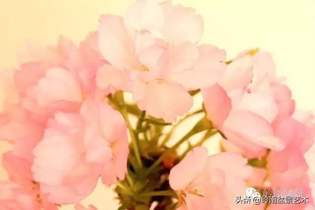 樱花盆景，美到窒息！