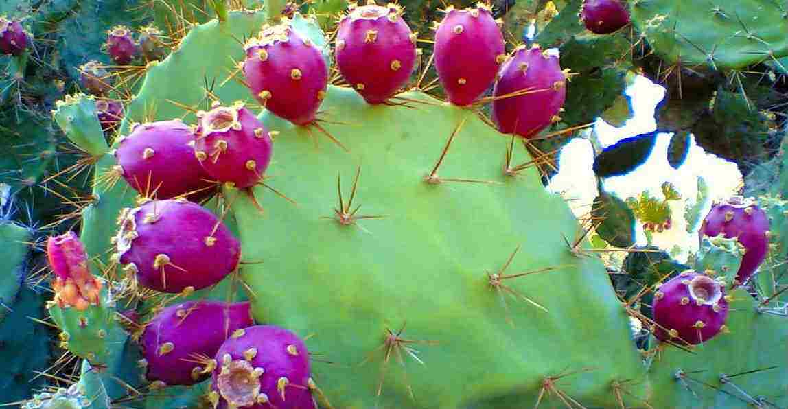 阿姨常用此果当零食吃，每天吃两个，美容养颜