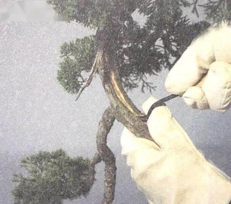  『树木』舍利干虽美，形成却残酷，向你展示舍利干盆景艰辛形成历程！