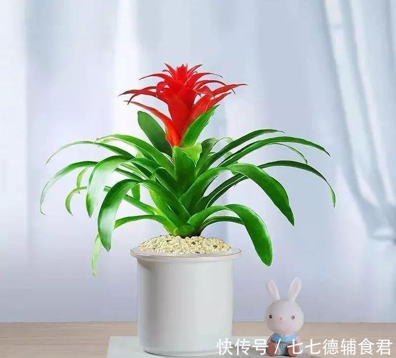  [冬季室内]离过年只剩十几天，这15种花年味十足，再不准备就迟了