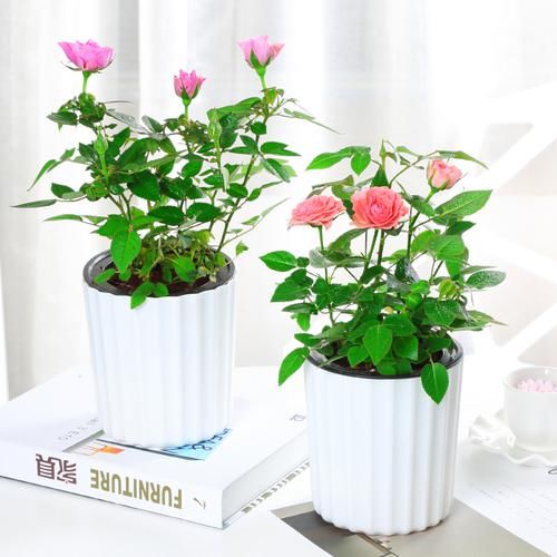  「玫瑰花盆栽」春天家里怎能没有一些好看的花花？这些花花放阳台特好看，超喜欢