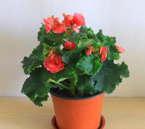  「栀子花」3种花，“一根枝条”插盆里，当年就开花，好养易爆盆
