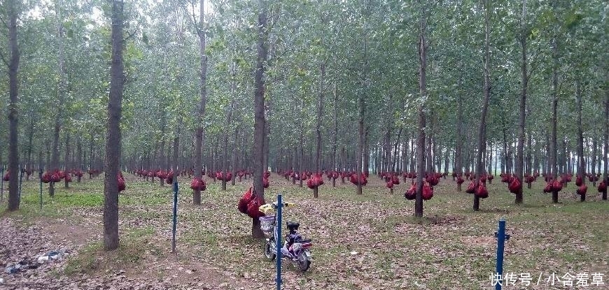 农民小心了，最新3个养殖骗局，悄然复活，不少农户已上当