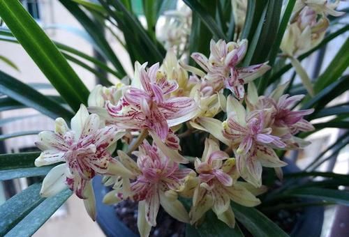  养盆■喜欢菊花，不如养盆“菊中精品”盘龙奔月，似四射霞光，金光灿灿