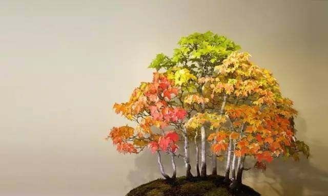  「山水盆景」世界上最美的34个盆景，第1个就美的受不了！
