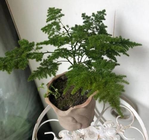  「哪种」文竹，云竹哪种好？云竹代表品味，文竹代表高雅，云竹更美观