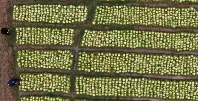 亩产值过7万，15 元一棵的“玫瑰白菜”，一夜之间火遍全国