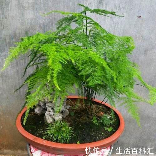  黄叶：这3种花真耐阴，不要放在太阳底下晒，晒多了就黄叶
