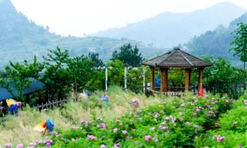  利润@土鸡利润那么高，为什么很多养殖户还是亏损！主要原因有两