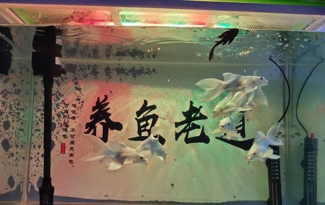 「密度过大」一个小方法，可以精准判断，观赏鱼的饲养密度是否合理？