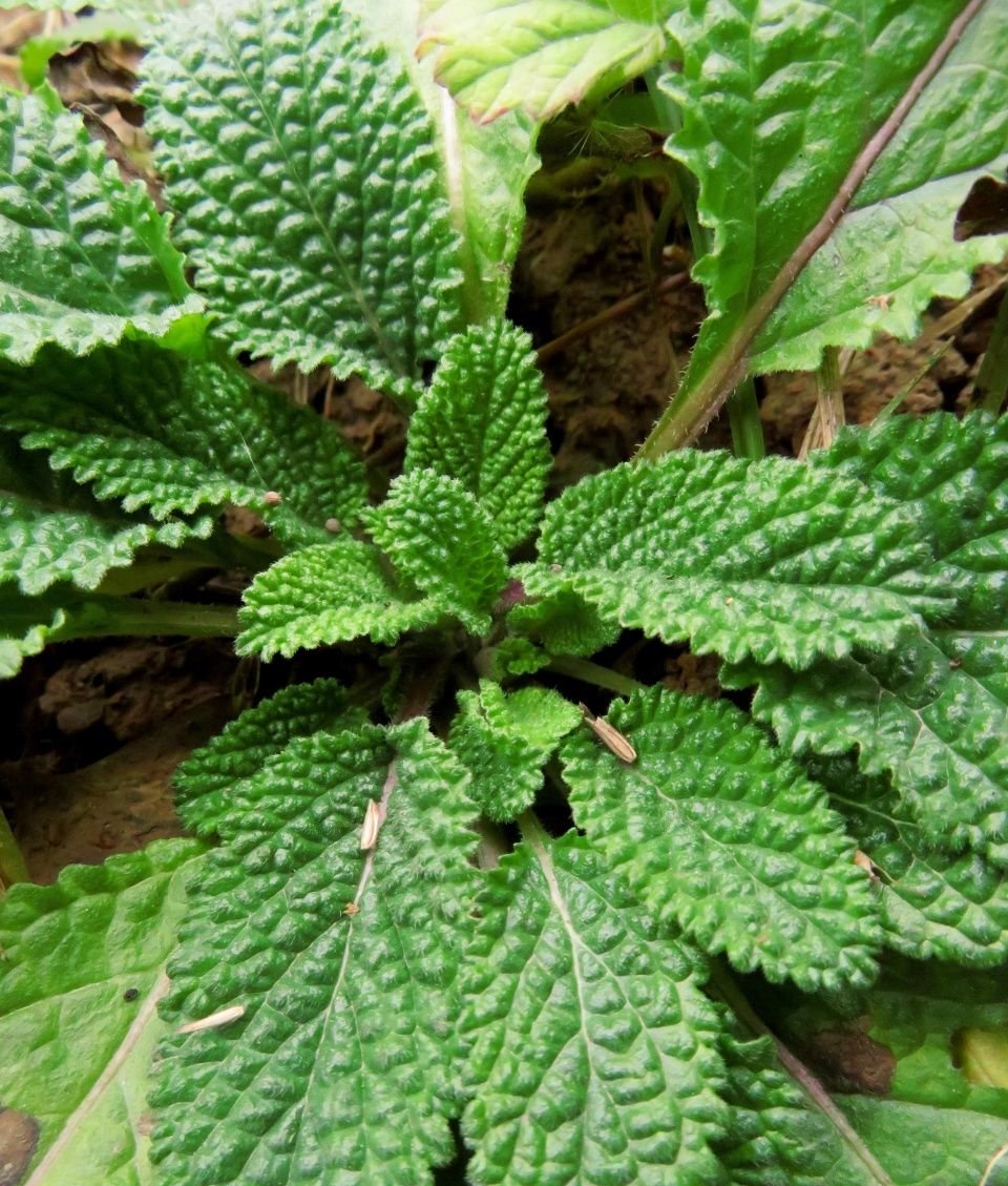 农村野草，被称为北虫草 长到地里是大麻烦，却买到了15一斤。