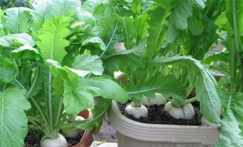  【种植】别人养花我种菜！阳台就种“它”，7天冒芽，30天收获！