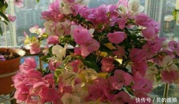  花开一：这5种花，一开就是200多天，养护简单易爆盆，花开一夏！