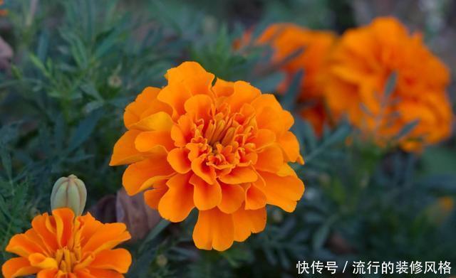  【家里】在家里养花，就选择此3种，颜色丰富花色艳丽，简单养护就爆盆
