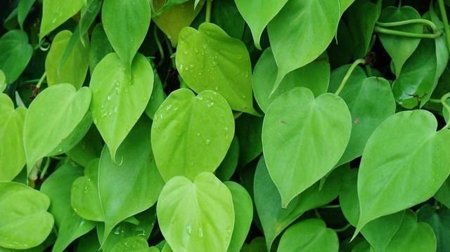  「耐阴」北阳台适合的植物介绍！耐阴好养，选择多样！