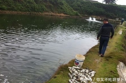 为何刚挖好的水池，过一段时间之后就会长出鱼？今天终于知道了