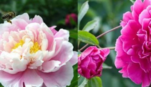  【叹为观止】植物间的超高级模仿本领，让人叹为观止!你知道几个呢？