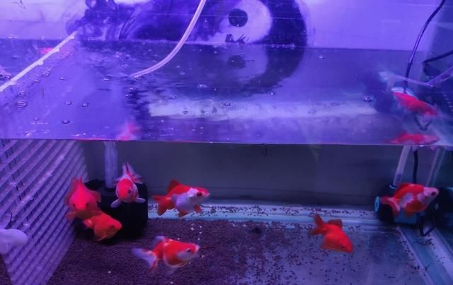  「彩色石子和」观赏鱼入缸两天水温33度，水质完全恢复，养水有那么难吗？