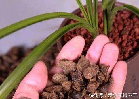 『养花』养花用“羊粪”好,还是“鸡粪”好,你知道吗用错害处大