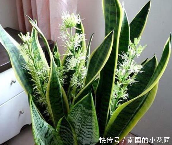  「特别」“3种花”特别适合养卧室，淡淡清香，舒缓疲劳、睡眠好！