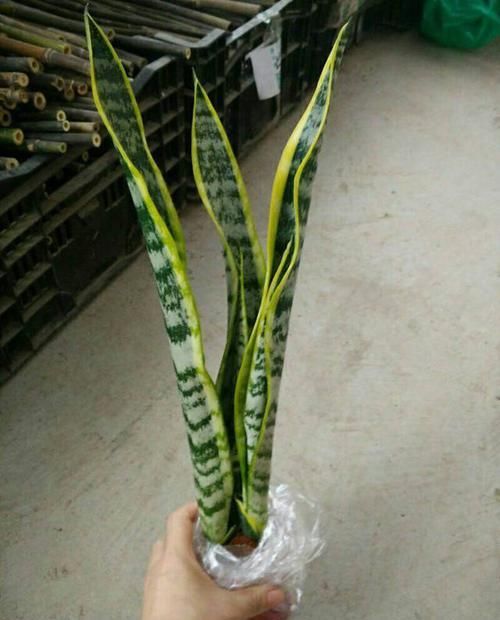  虎皮兰：虎尾兰咋蹦出这么多品种？看的眼花缭乱，真想全部集齐！