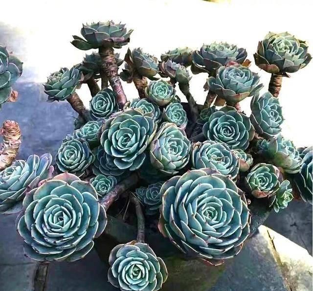  「属多肉植物」推荐八种高颜值多肉，好看又好养