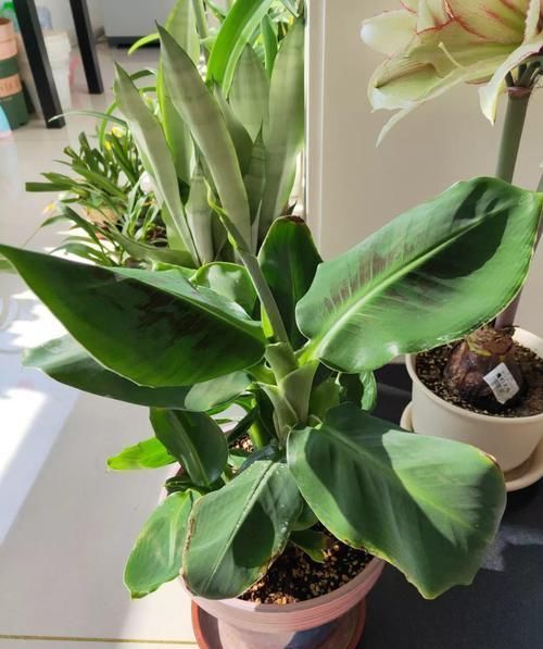 「香蕉」在家就能种的香蕉树,用足肥料,结出一串小香蕉!