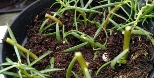  『植物』扦插后怎么浇水?老是烂根怎么回事