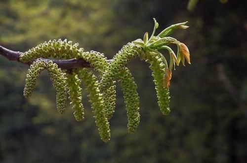  特别■农村一植物，不常见但价值堪比黄金，无奈少有人知，可惜了！