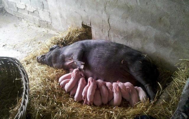  【农田】在普通农田里能养猪吗？
