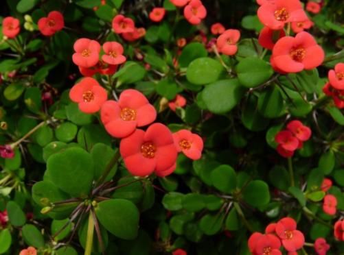  #新手#家里养这4种花，四季赏花停不下来，花朵多，新手轻松养爆盆