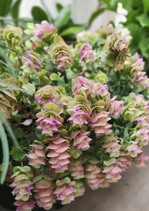  [漂亮]这几款艳丽的花卉，漂亮又好闻，全年开花不断，花开美观又大气