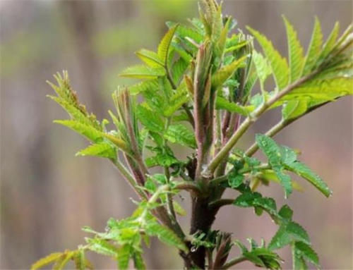  [收购]有人去农村收购“香椿皮”，价格高达60元一斤，为何这么