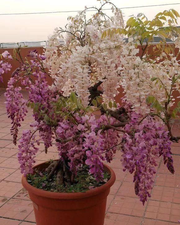  家里■家里养这几种爬藤植物，整面墙全是花