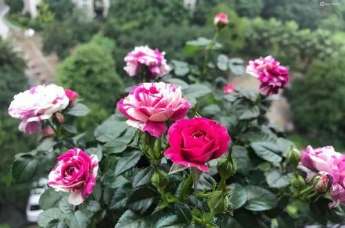  光要：月季的花梗变黄脱落掉花是怎么回事？要光要肥要透气，三不缺一